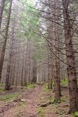 Uzun boylu ağaçlar, yabani iğne yapraklı orman yatay