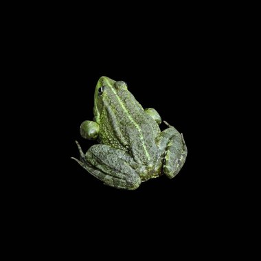 siyah arka plan üzerine izole yeşil kurbağa