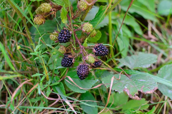 Ormandaki yabani bitki blackberry doğal çevre