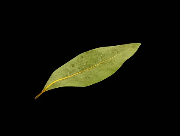 Bay leaf isolated on black background — Stock Photo, Image