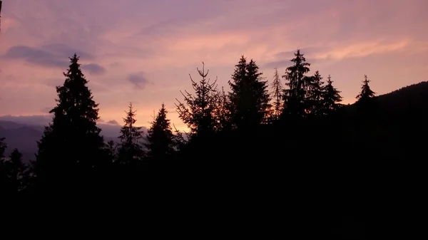 Silhouette pine and spruce trees against a beautiful sunset in t — Stock Photo, Image