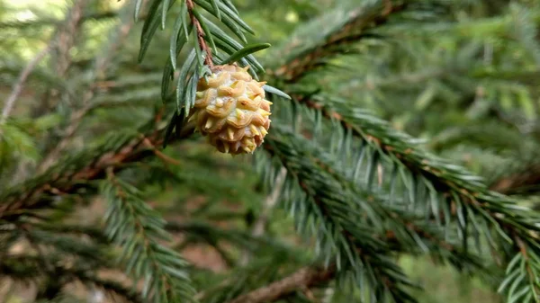 Bud and branches of coniferous tree — Stock Photo, Image