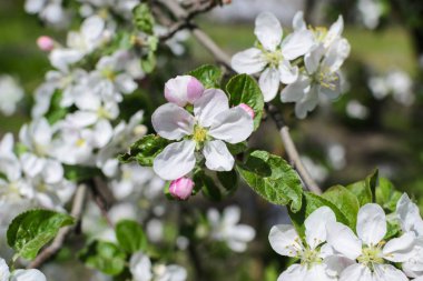 Ağaçlar çiçek fotoğrafı kapatın