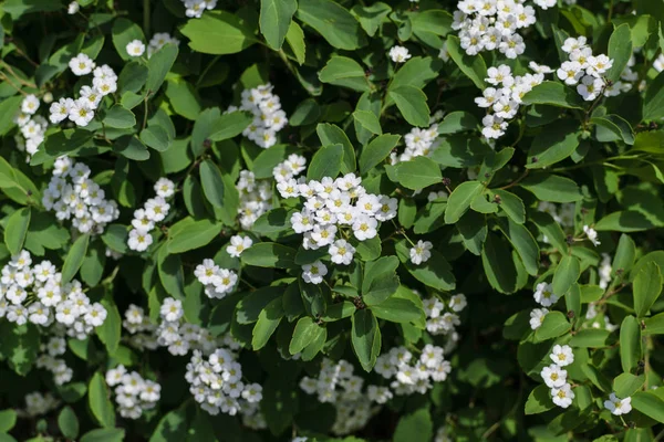 Bush con molti fiori bianchi foto di primavera — Foto Stock