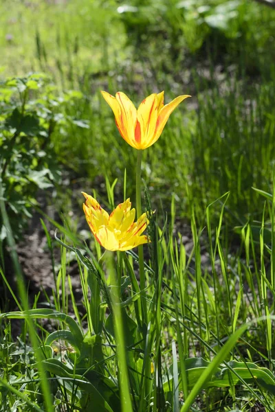 Gelbe Blume Tulpe Frühling Foto — Stockfoto