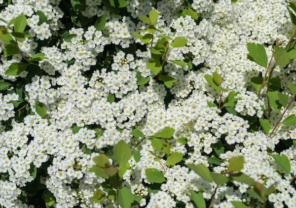 Lot little white flowers spring photo — Stock Photo, Image