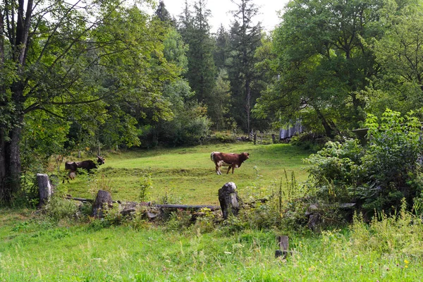 Paisagem de uma vaca que pastoreia em um prado velho entre árvores — Fotografia de Stock