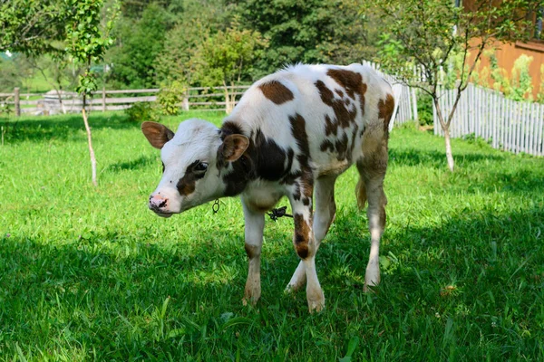 Young calf cow grazing on the green lawn — Stock Photo, Image