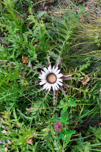 White wild danger flower macro — Stock Photo, Image