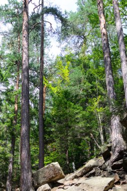 Yaşlı Orman yüksek çam