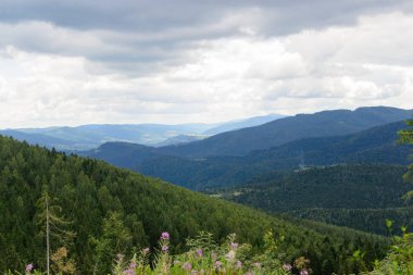 Dağ doruklarına ormanda peyzaj