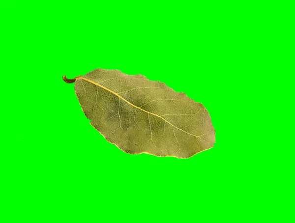 Folha de louro isolada sobre fundo verde — Fotografia de Stock