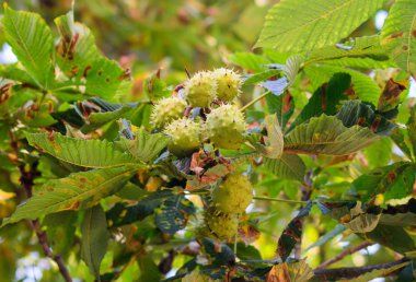 Eylül dikenli kestane ağaca asmak
