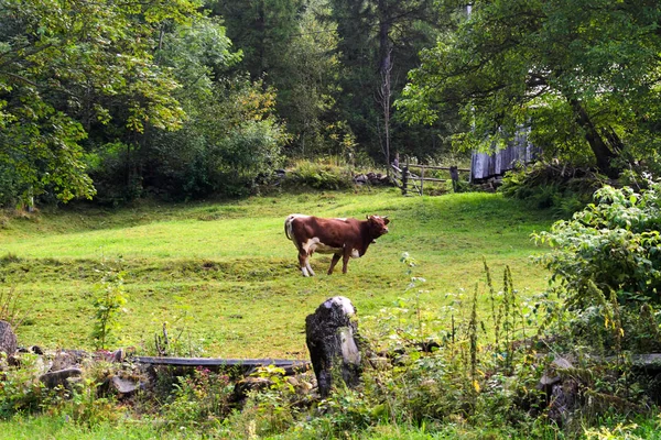 Peyzaj ağaçları arasında eski bir çayırda otlatma bir inek — Stok fotoğraf