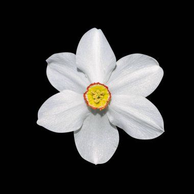 Siyah arka plan makro resmi için izole çiçek nergis