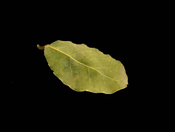 Hoja de laurel aislada sobre fondo negro — Foto de Stock