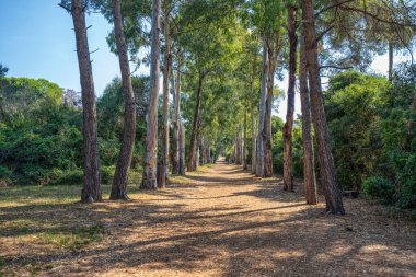 Güney Fransa, Cannes yakınlarındaki Saint Marguerite 'de yol şakaları.