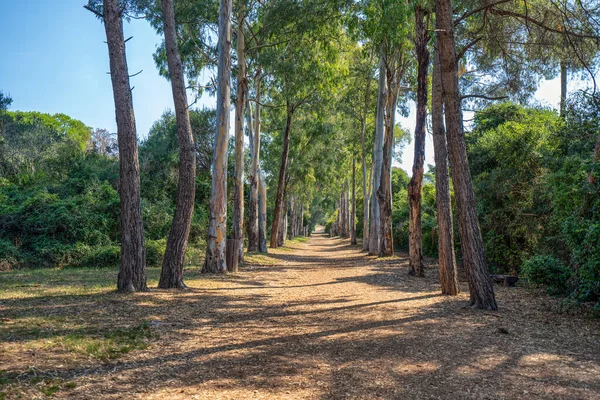 Passage road wit trees on ile sainte marguerite near Cannes, south France — Stock Photo, Image