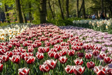 Bahar mevsiminde Keukenhof lale Bahçesinde kestane kırmızısı lale çiçekleri