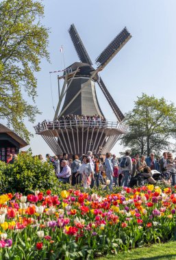Hollanda 'daki Keukenhoff lale bahçesindeki rüzgar değirmeninden önce kalabalık turistler