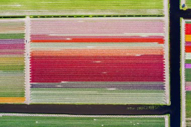 Hollanda 'daki Keukenhof yakınlarındaki lalelerin hava aracı görüntüsü