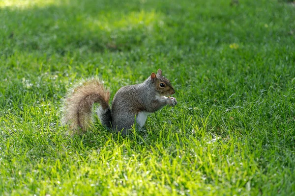 Un écureuil mangeant des noix sur l'herbe avec sunlihgt dans le jardin public de Boston — Photo