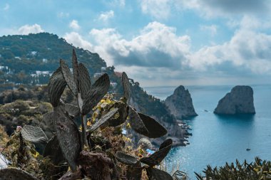 Giardini di Augusto 'daki Kaktüs. Capri Adası' ndaki Faraglioni Kayalıkları manzaralı.