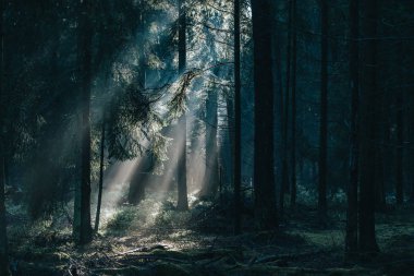 Morning sunlight shines through deep pine tree forests in Luneberg Heide woodland in Germany