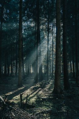 Morning sunlight shines through deep pine tree forests in Luneberg Heide woodland in Germany