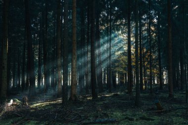 Morning sunlight shines through deep pine tree forests in Luneberg Heide woodland in Germany