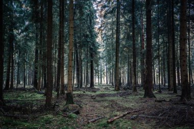 Deep pine tree forests in Luneberg Heide woodland in Germany