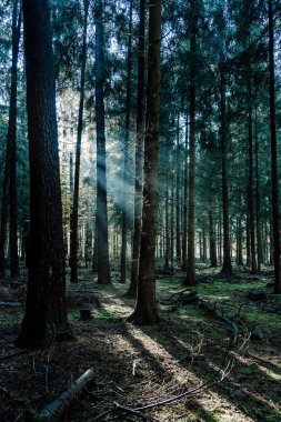 Morning sunlight shines through deep pine tree forests in Luneberg Heide woodland in Germany