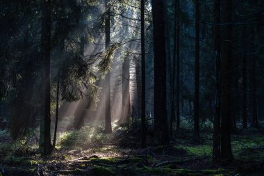 Morning sunlight shines through deep pine tree forests in Luneberg Heide woodland in Germany