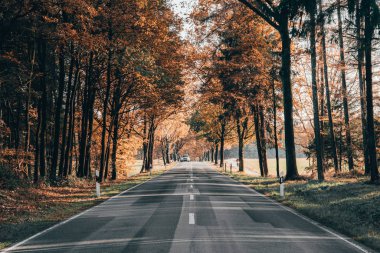 Car and man ride a bike on the road in autumn forests in Luneberg Heide woodland