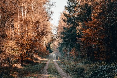 Foggy pathway inside pine tree forests with autumn fall colored foliage in the morning in Luneberg Heide heathland
