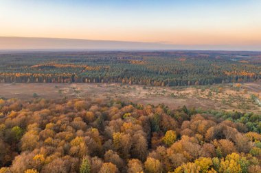 Aerial drone shot of pine tree forests and heathland in Luneberg Heide in Germany during sunset hour