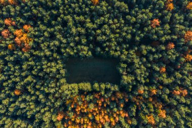 Overhead drone shot of yelow green pine trees with clearning in Luneberg Heide forests