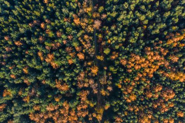 Overhead drone shot of yelow green pine trees by pathway in Luneberg Heide forests