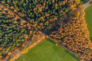 Overhead drone shot of yelow pine trees by highway and green field in Luneberg Heide forests
