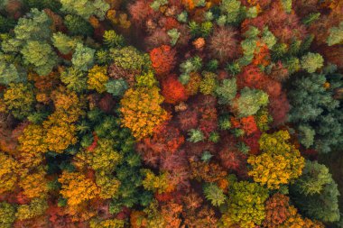 Overhead drone shot of yelow green pine trees by pathway in Luneberg Heide forests