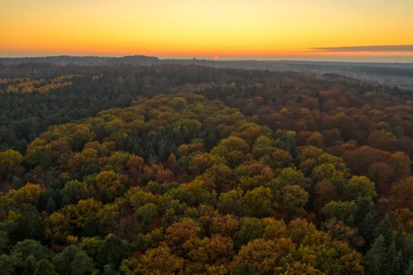 Aerial drone shot of pine tree forests and heathland in Luneberg Heide in Germany during sunset hour — Fotografia de Stock