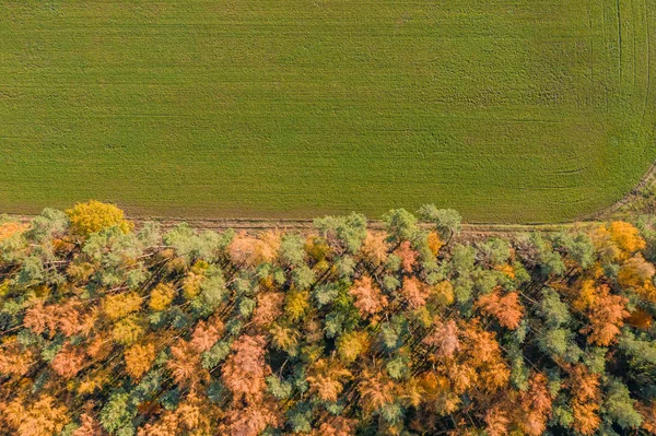 Tiro aéreo de drones de pinos amarillos por carretera y campo verde en los bosques de Luneberg Heide — Foto de Stock
