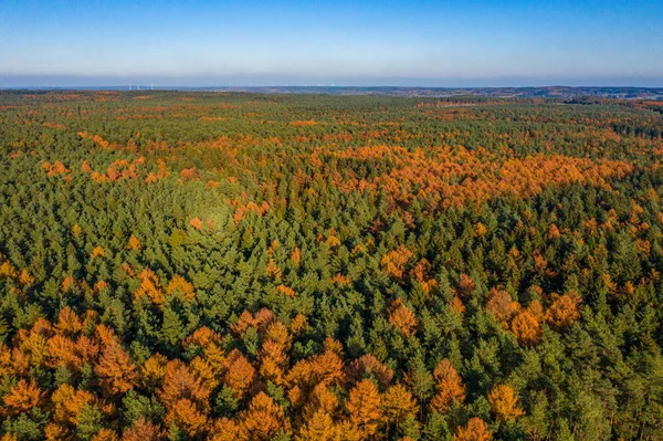 Captura aérea de drones de bosques de pinos verdes amarillos en el bosque de Luneberg Heide en Alemania — Foto de Stock