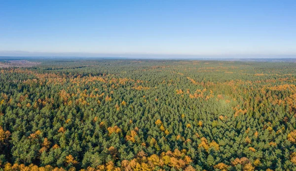 Aerial panoramic drone shot of Luneberg Heide forests pine trees in autumn — Stok fotoğraf