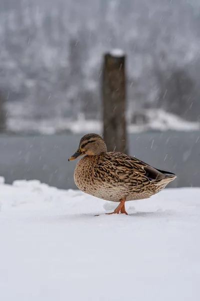 Stockenten Spazieren Winter Königssee — Stockfoto