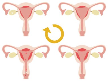 Rahim döngüsünü gösteren ilüzyon