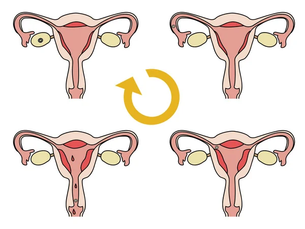 Illustration Zeigt Den Zyklus Der Gebärmutter — Stockvektor
