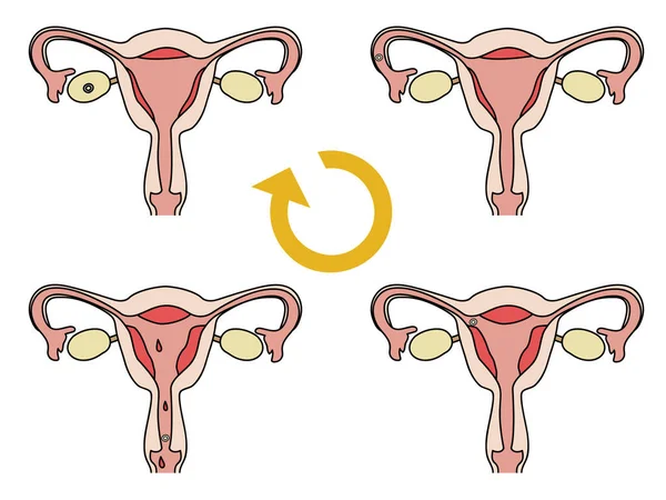 Illustrazione Che Mostra Ciclo Dell Utero — Vettoriale Stock