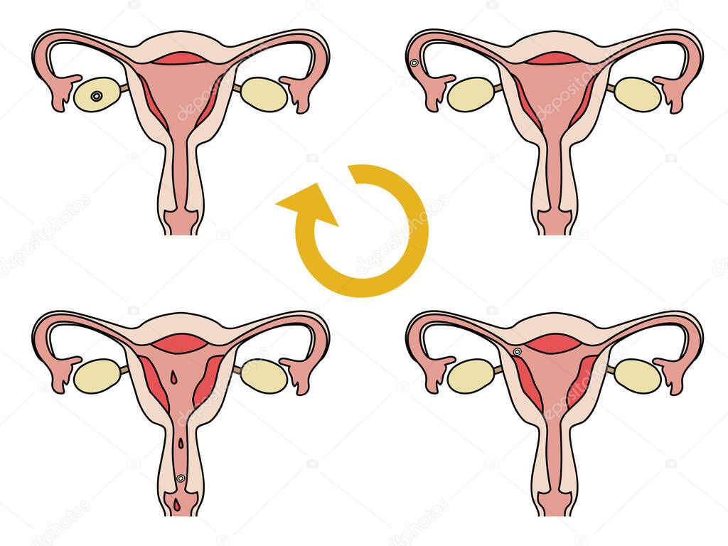 Illustration showing the cycle of the uterus