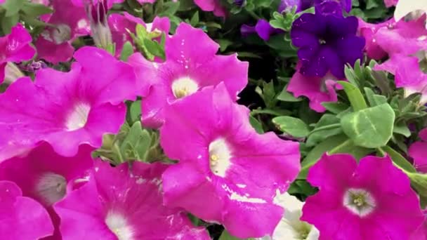 Petunia Bloemen Bloemblaadjes Hurken Wind Paarse Het Groene Gazon Een — Stockvideo